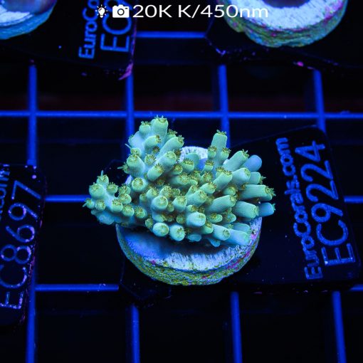 Products Archive - Euro Corals