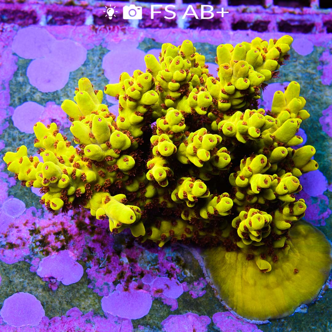 Products Archive Euro Corals
