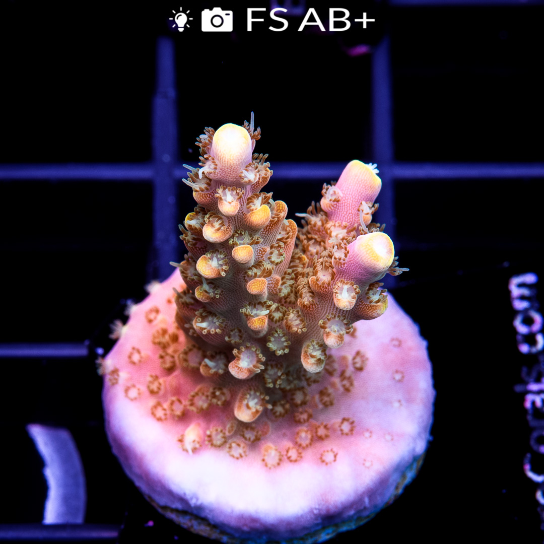 EC Bubblebath Unicorn Acro Euro Corals