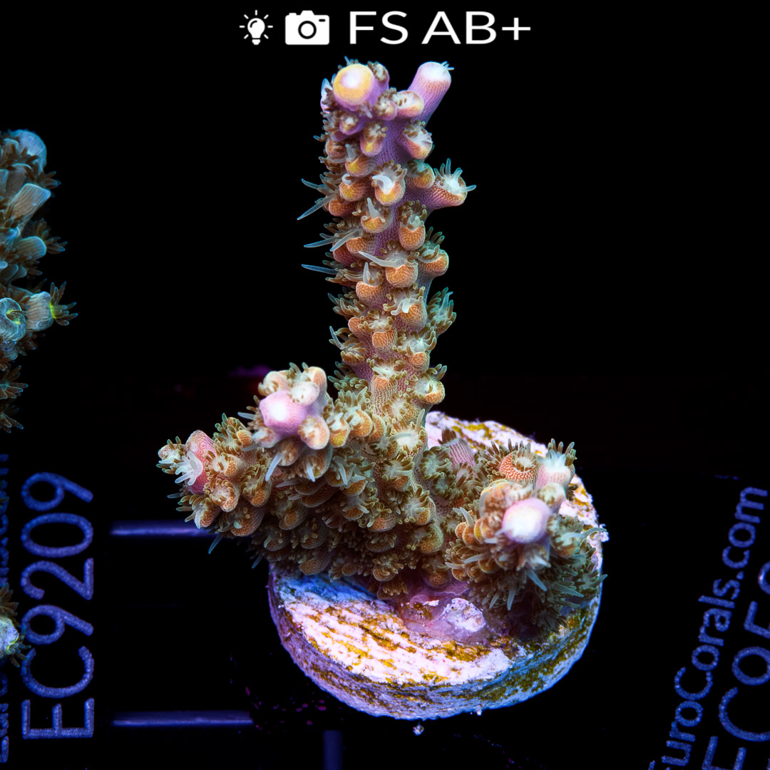 EC Fruity Pebbles Acro Euro Corals