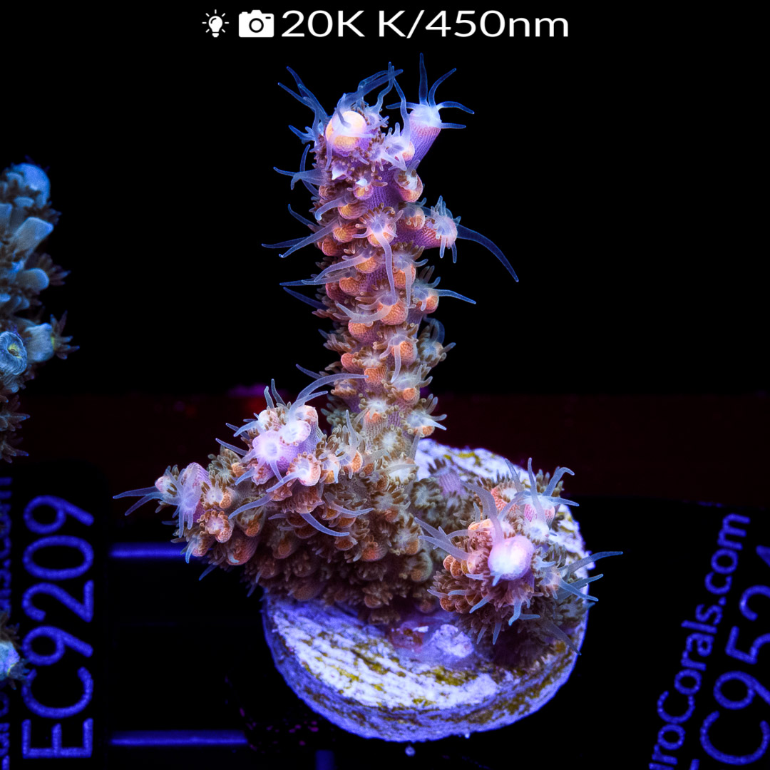 EC Fruity Pebbles Acro Euro Corals