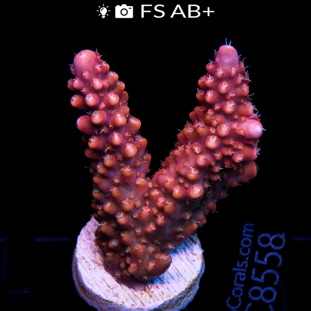 EC Fruity Pebbles Acro Euro Corals