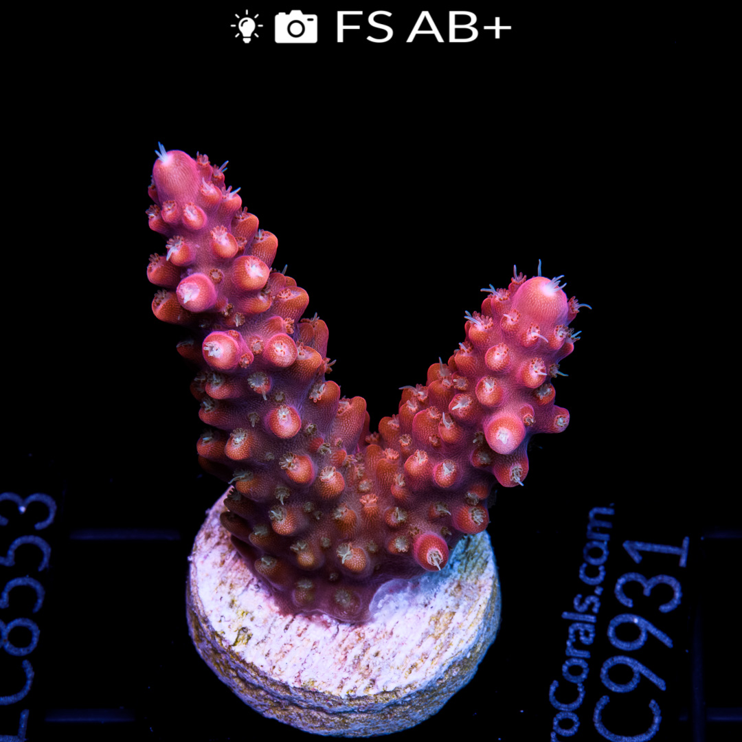 EC Fruity Pebbles Acro Euro Corals