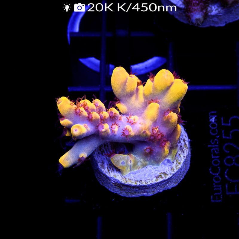 EC Bumblebee Red Polyps Acro ER