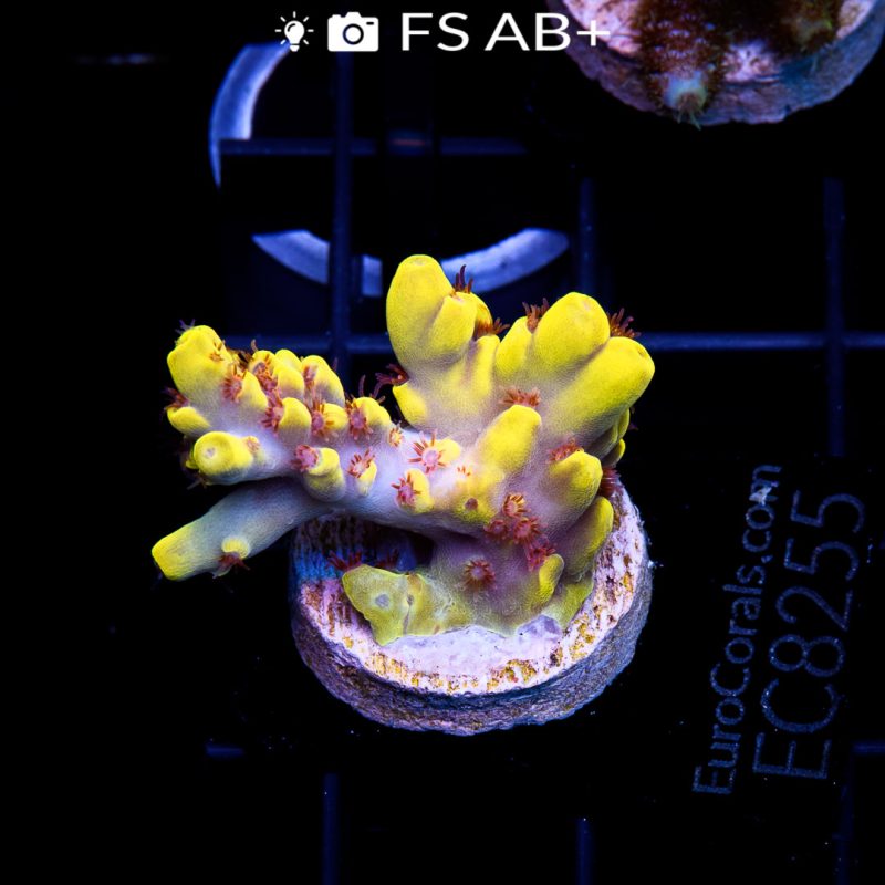 EC Bumblebee Red Polyps Acro ER - Image 2