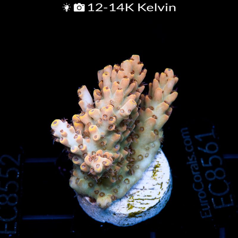 EC Colt 45 Red Polyps Acro - Imagen 2