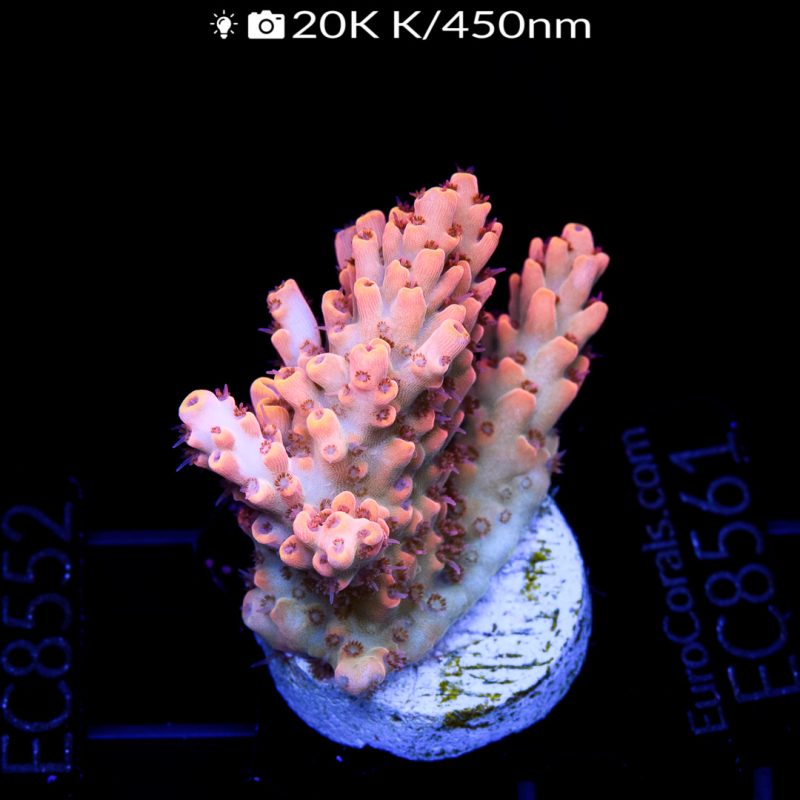 EC Colt 45 Red Polyps Acro