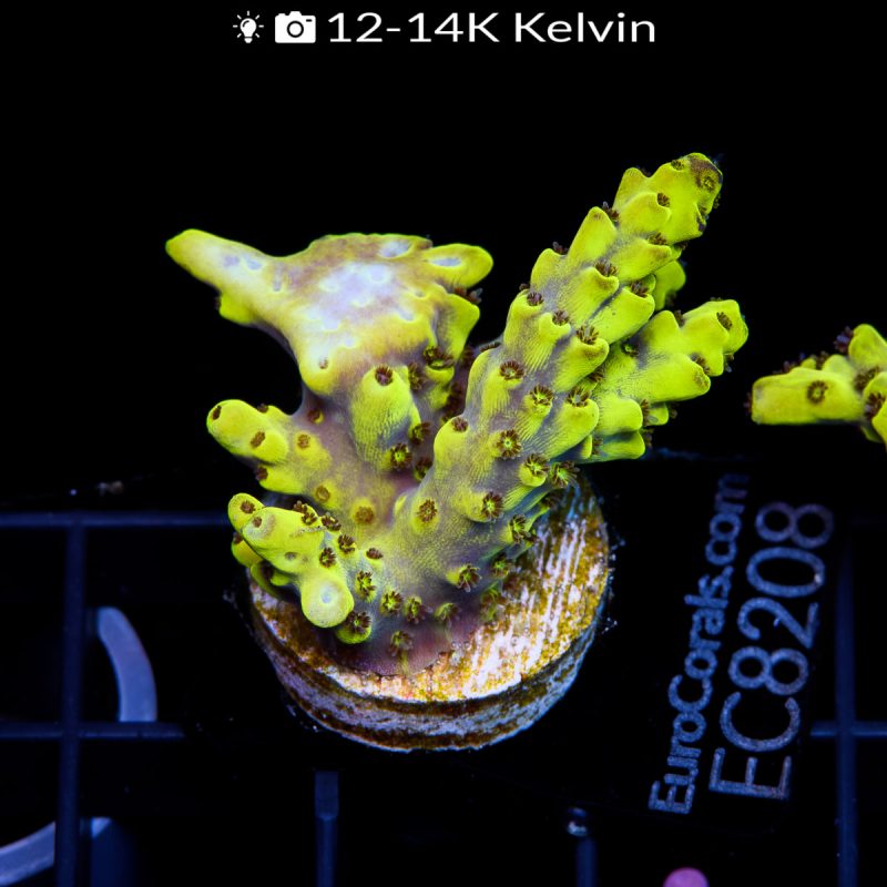 EC Yellow Brick Road Acro - Image 2