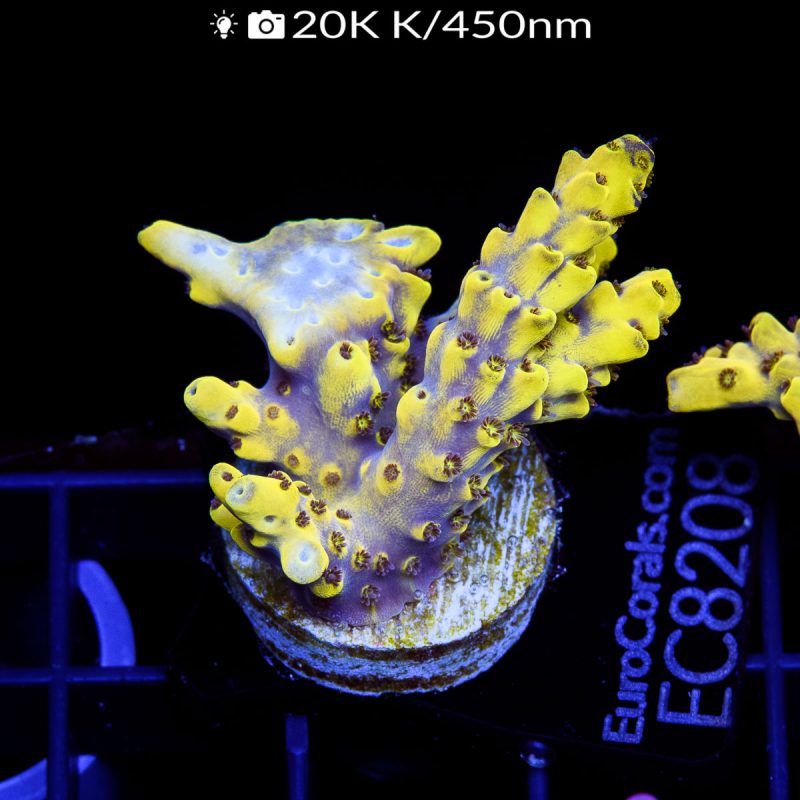 EC Yellow Brick Road Acro