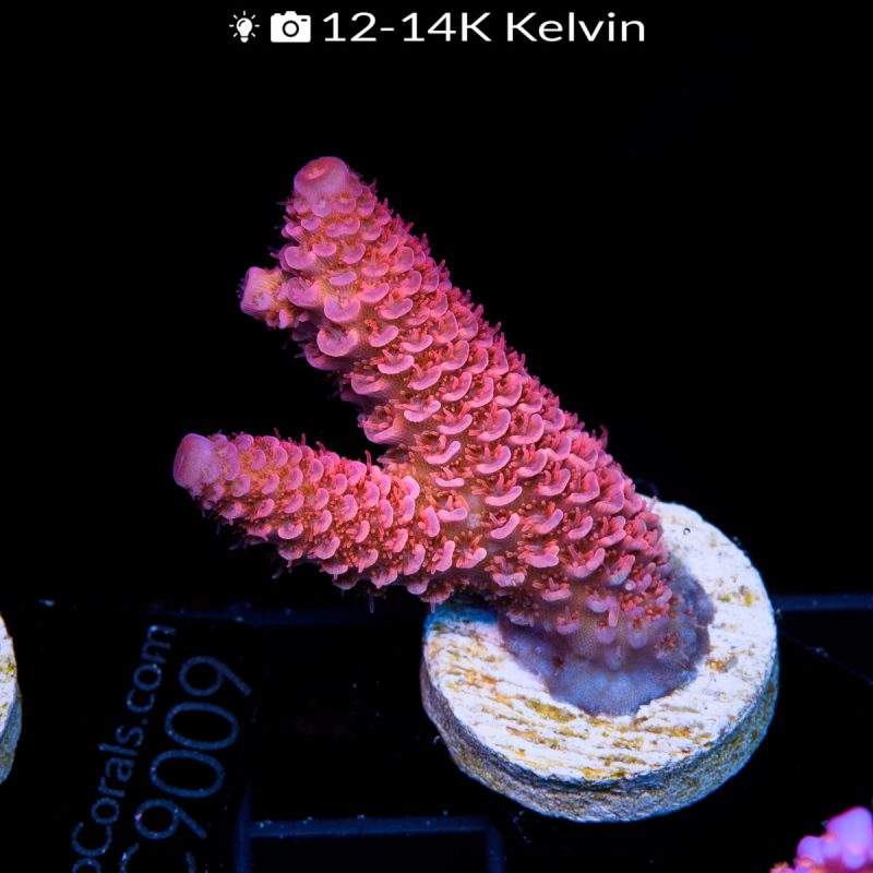 EC Bahama Mama Mille - Image 2