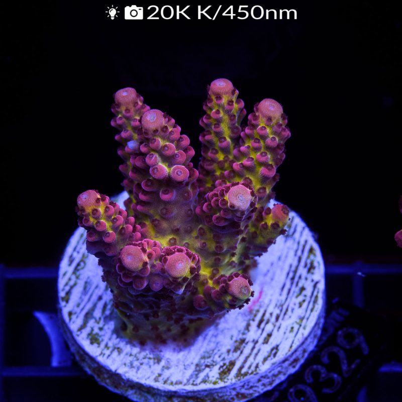 EC BloodMoon Acro