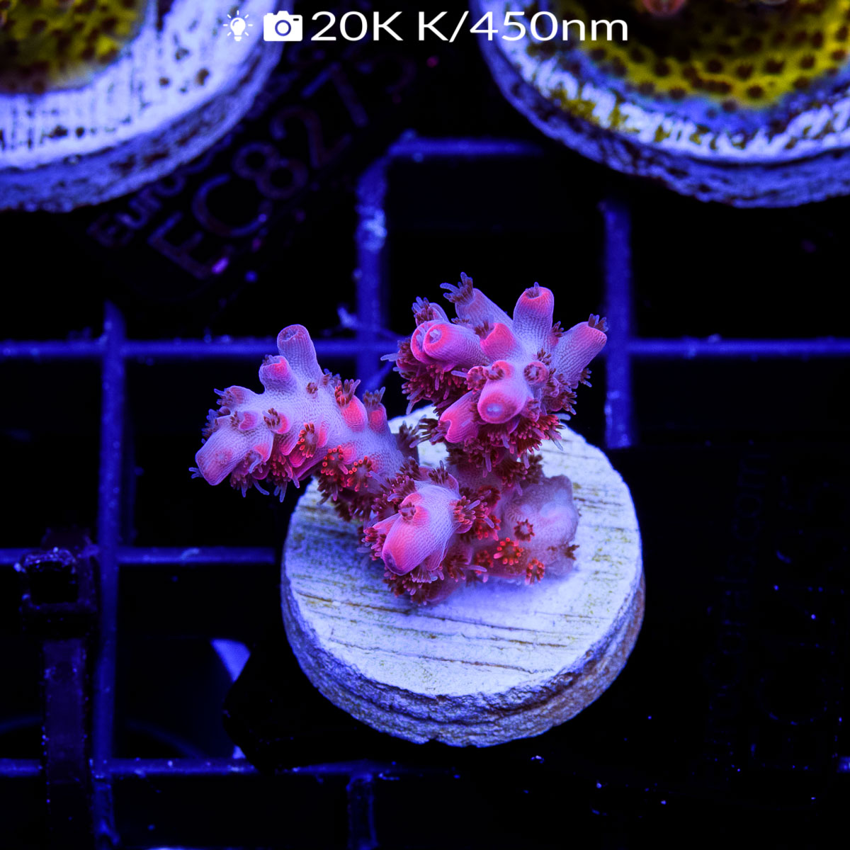 EC Hello Kitty Acro Euro Corals