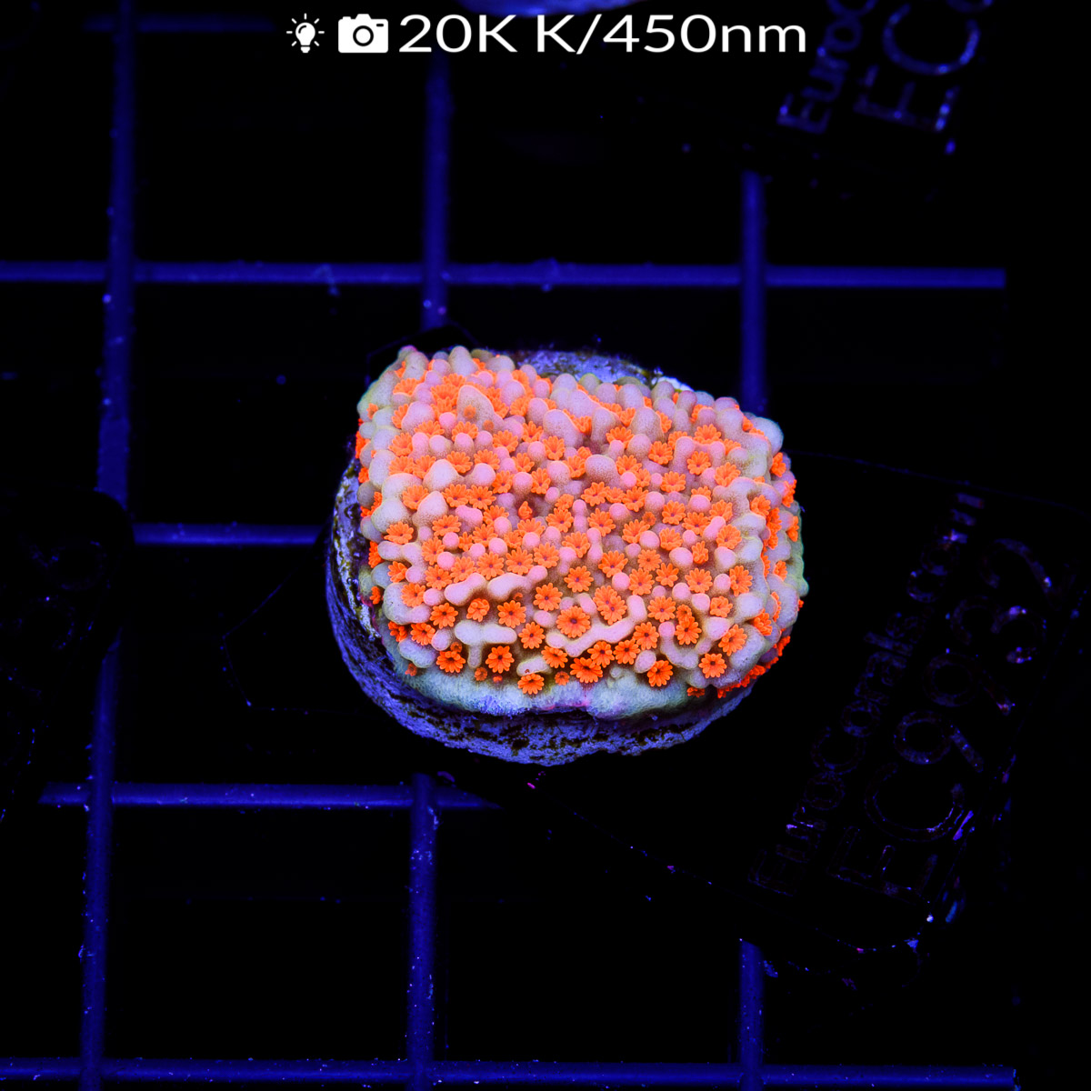 EC Aquaman Monti – Euro Corals