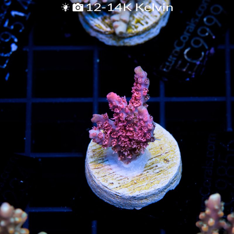EC Pinky The Bear Acro - Image 2