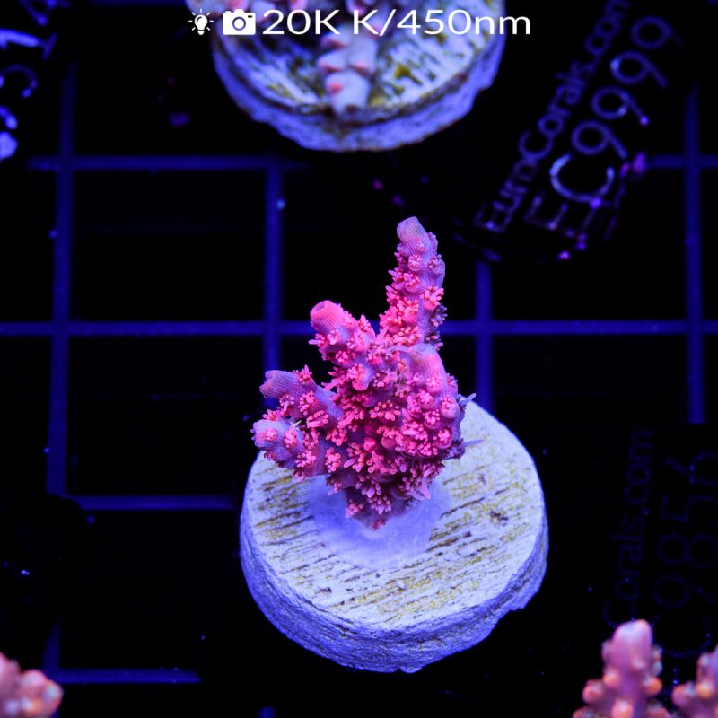 EC Pinky The Bear Acro