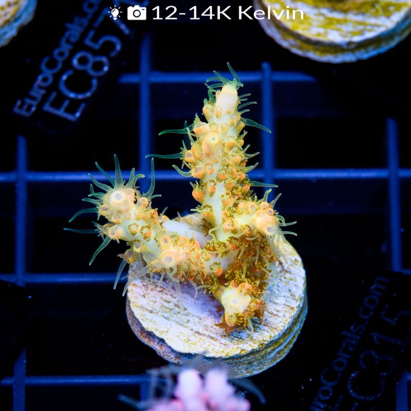 C Tangerine Dream Acro - Image 2