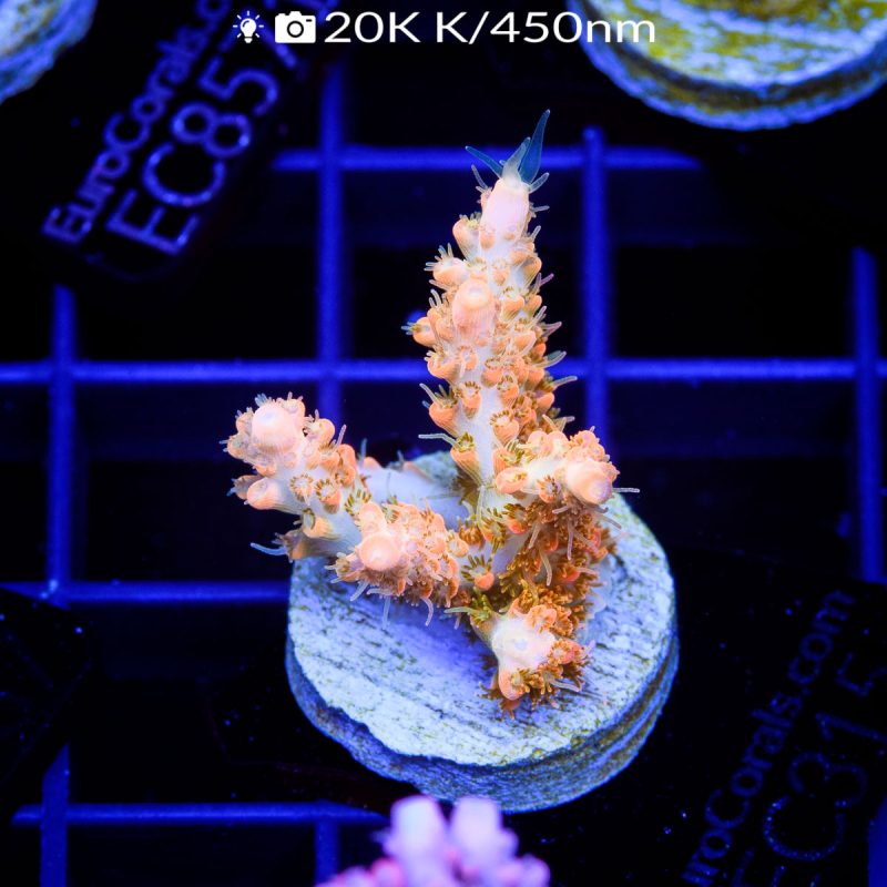 C Tangerine Dream Acro