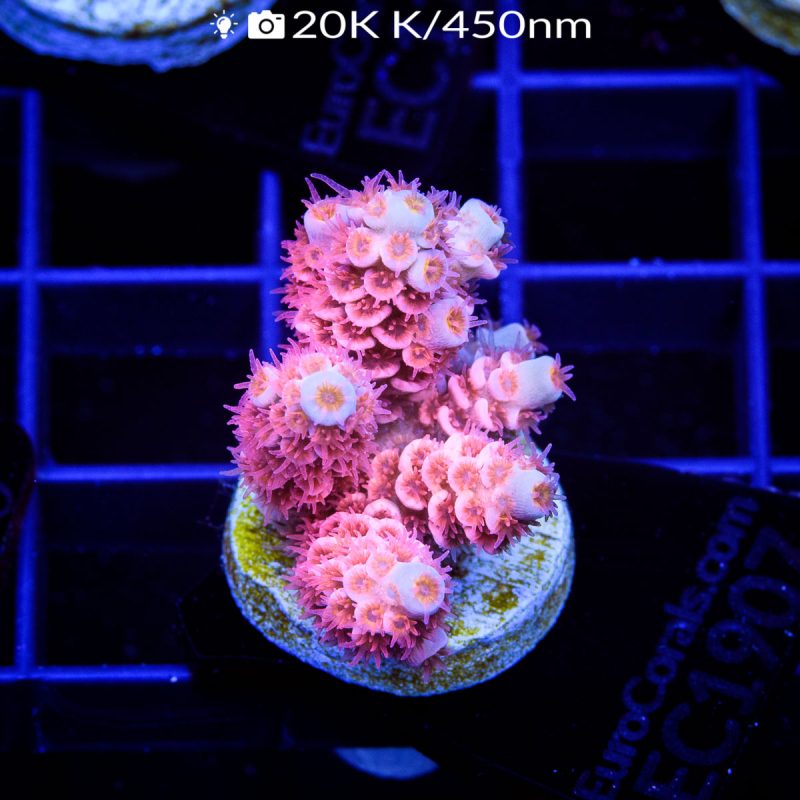EC Apollo Tenuis Acro