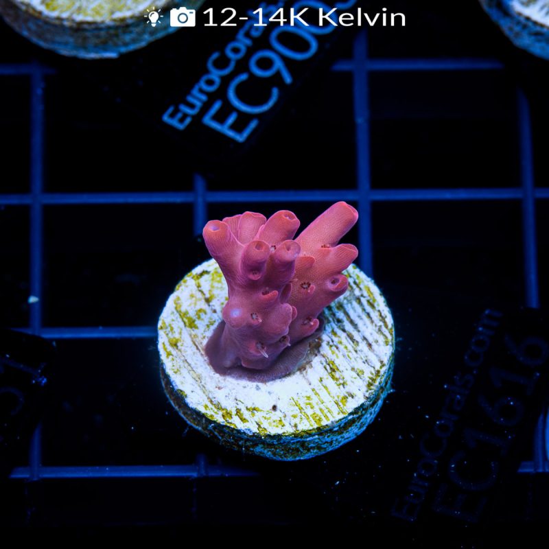 EC Pink Passion Acro - Image 2