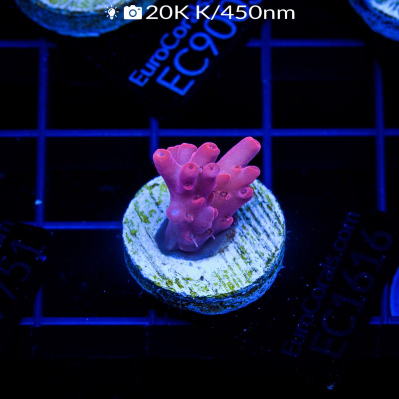 EC Pink Passion Acro