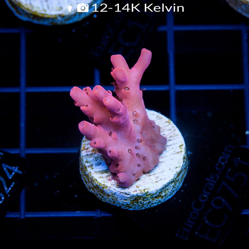 EC Pink Passion Acro - Image 2