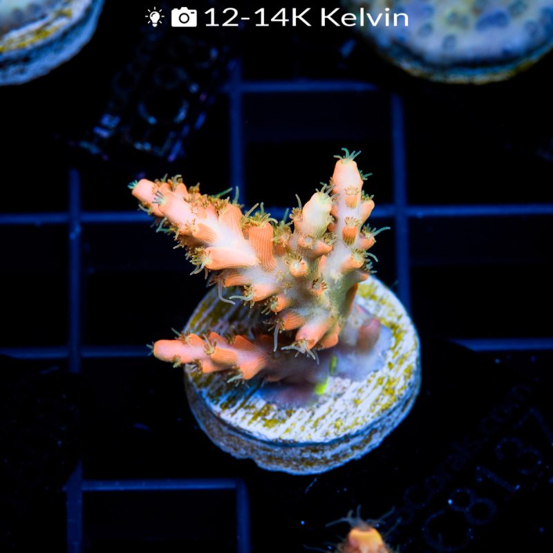 EC Heart Of The Sea Orange Acro - Image 2