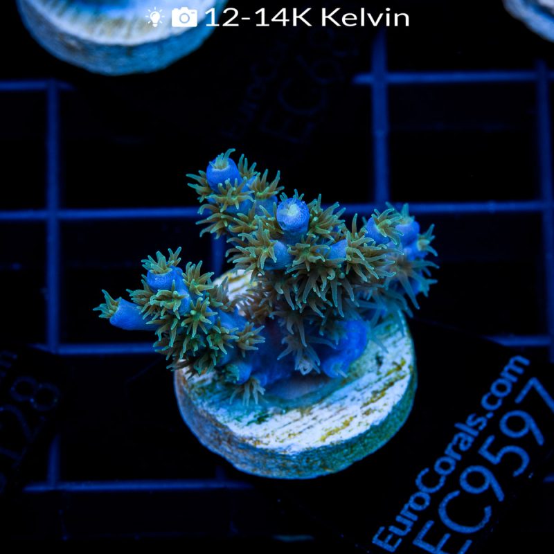 EC Ultimate Blue Golden Polyps Horrida - Image 2