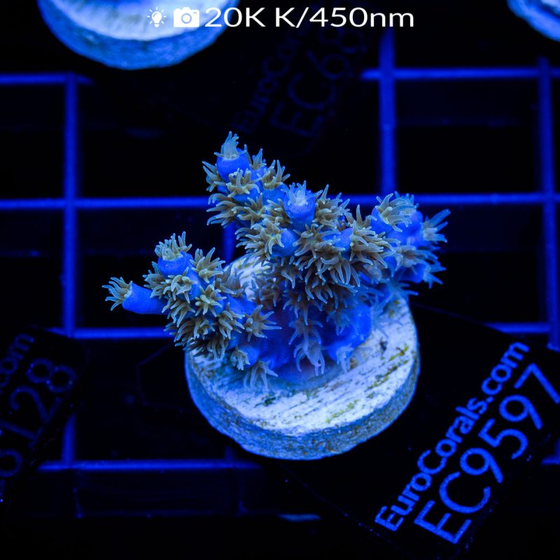 EC Ultimate Blue Golden Polyps Horrida