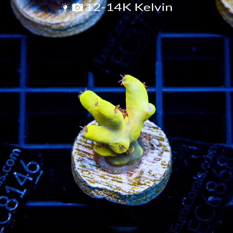 EC Tiger Blood Acro - Image 2