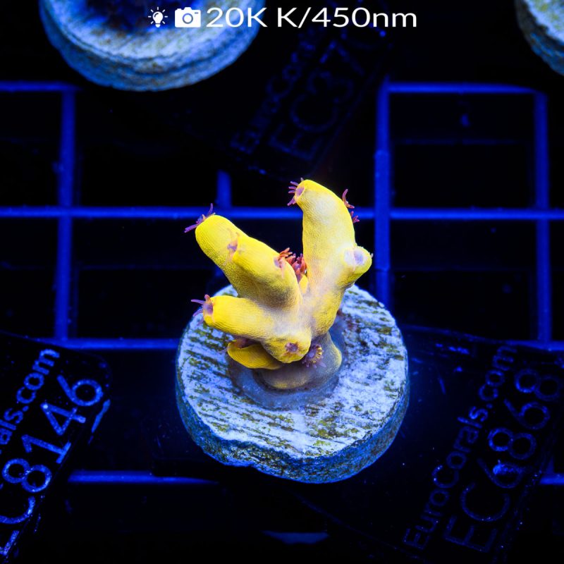 EC Tiger Blood Acro
