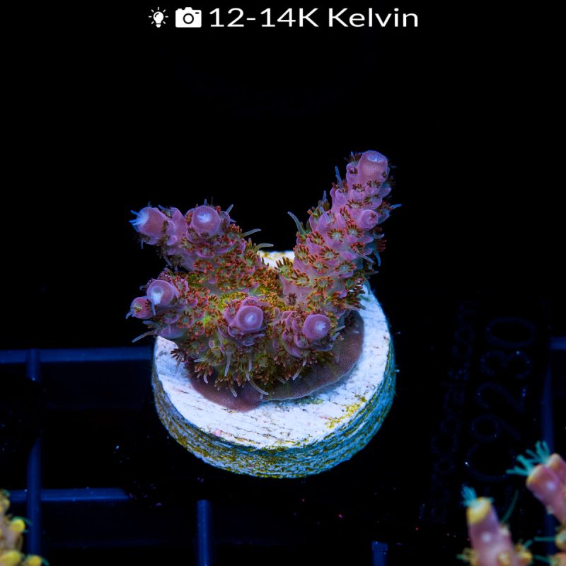 EC WOW Acro - Image 2