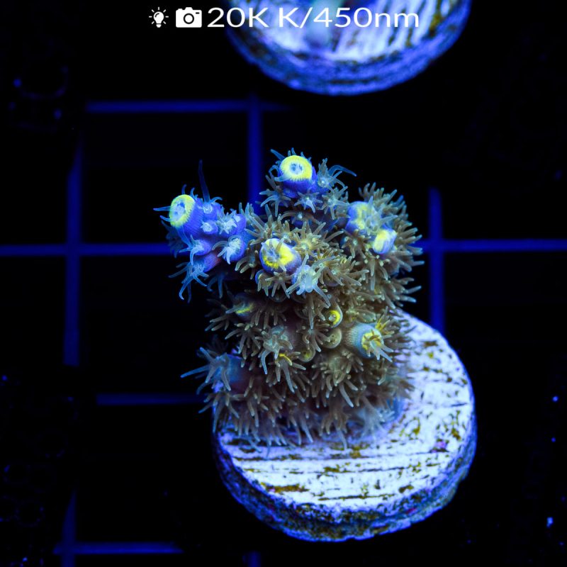 EC Blue Firefly Acro