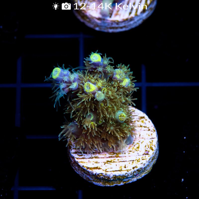 EC Blue Firefly Acro - Image 2