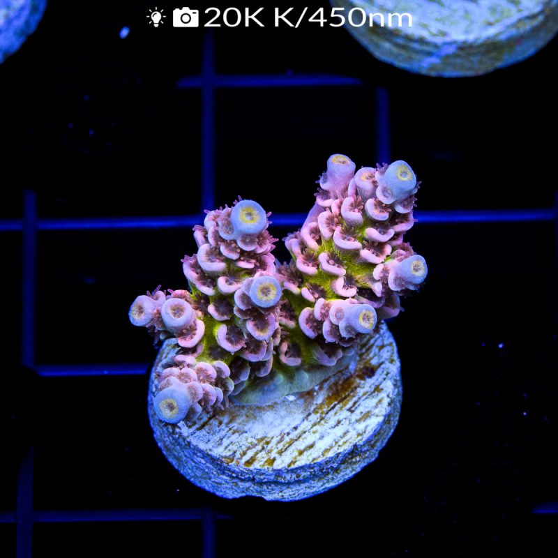 EC HomeWrecker Acro