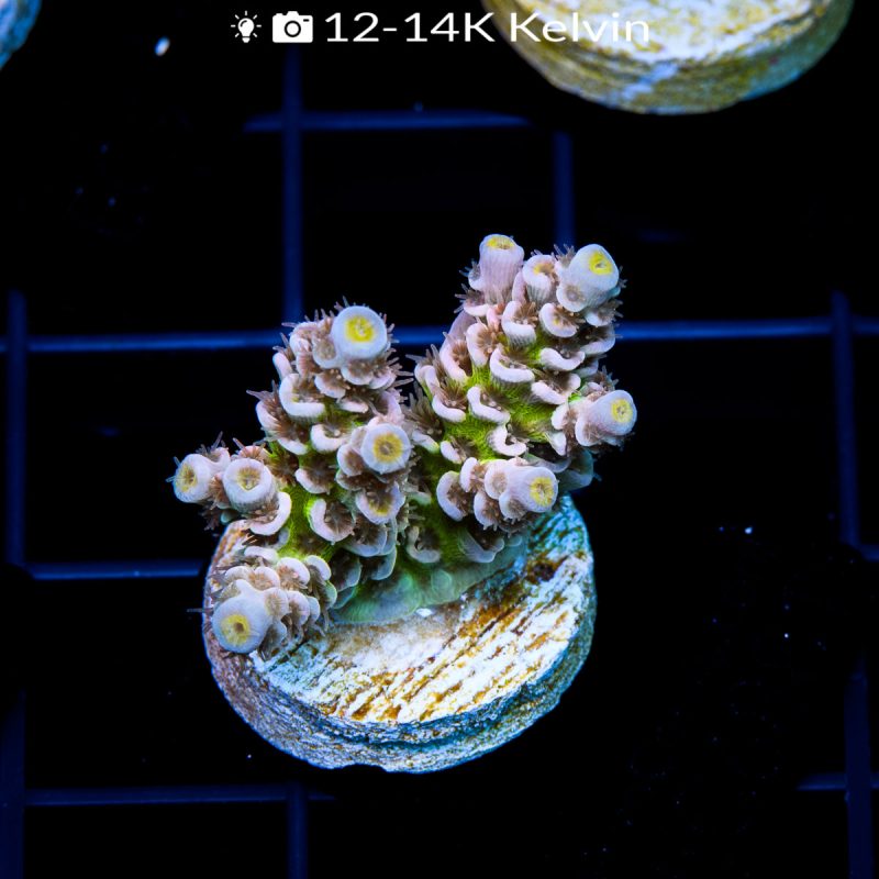 EC HomeWrecker Acro - Image 2