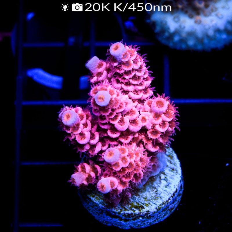 EC Super Pink Cherry Bomb Tenuis EXTREEM