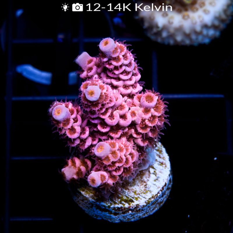 EC Super Pink Cherry Bomb Tenuis EXTREEM - Image 2