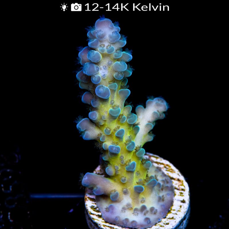 EC Electric Miyagi Tort Acro - Image 2