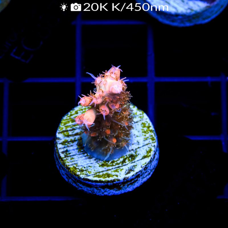 EC Heart Of The Sea Orange Acro