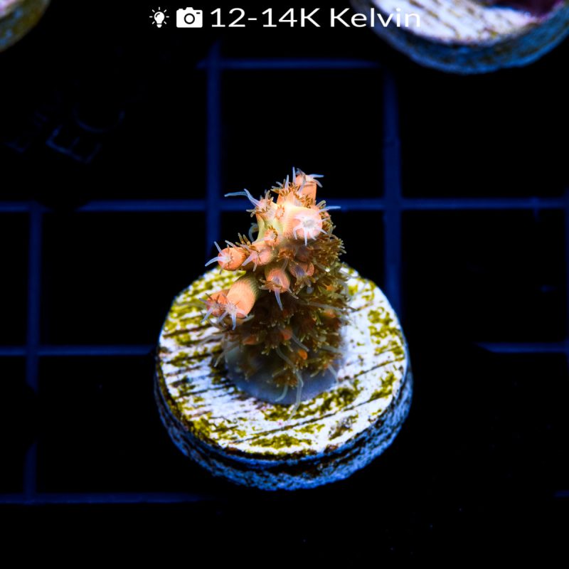 EC Heart Of The Sea Orange Acro - Image 2