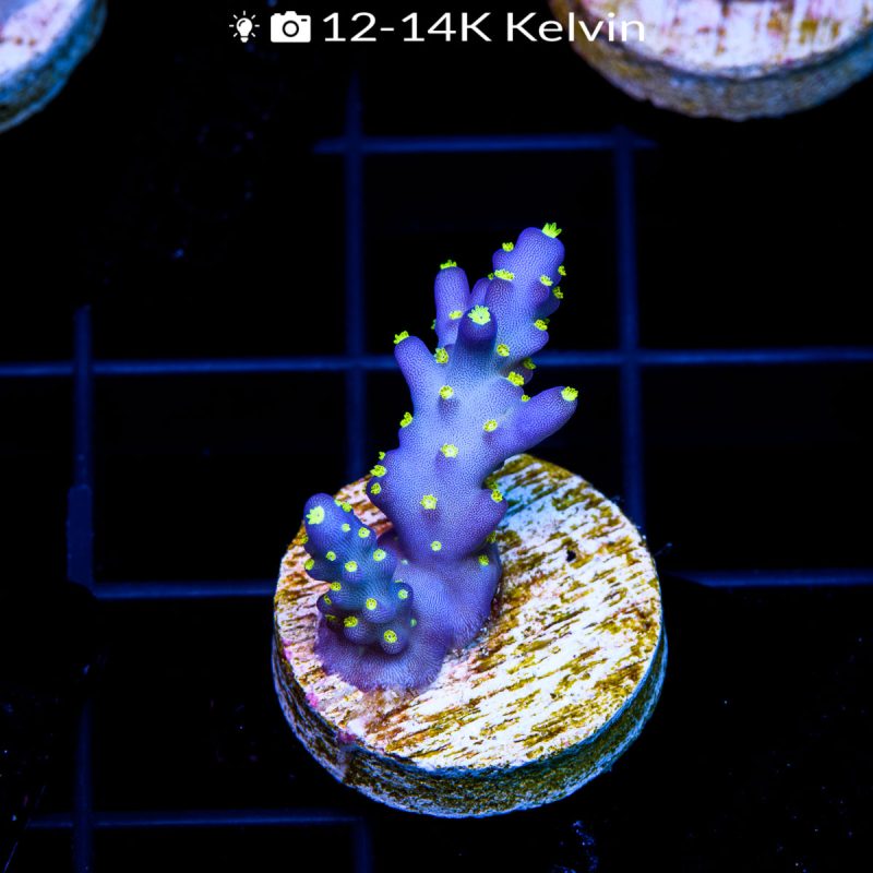 EC Blueberry Fields Acro - Image 2