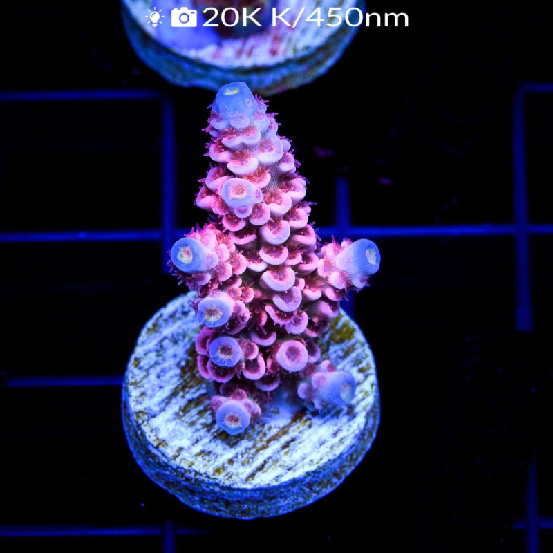 EC Apollo Tenuis Acro