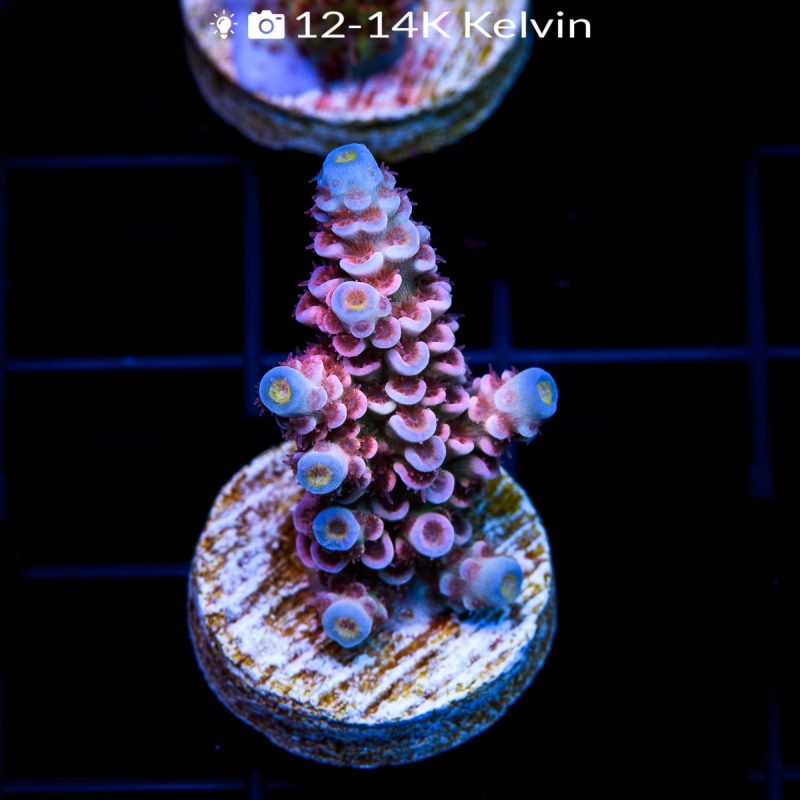 EC Apollo Tenuis Acro - Image 2