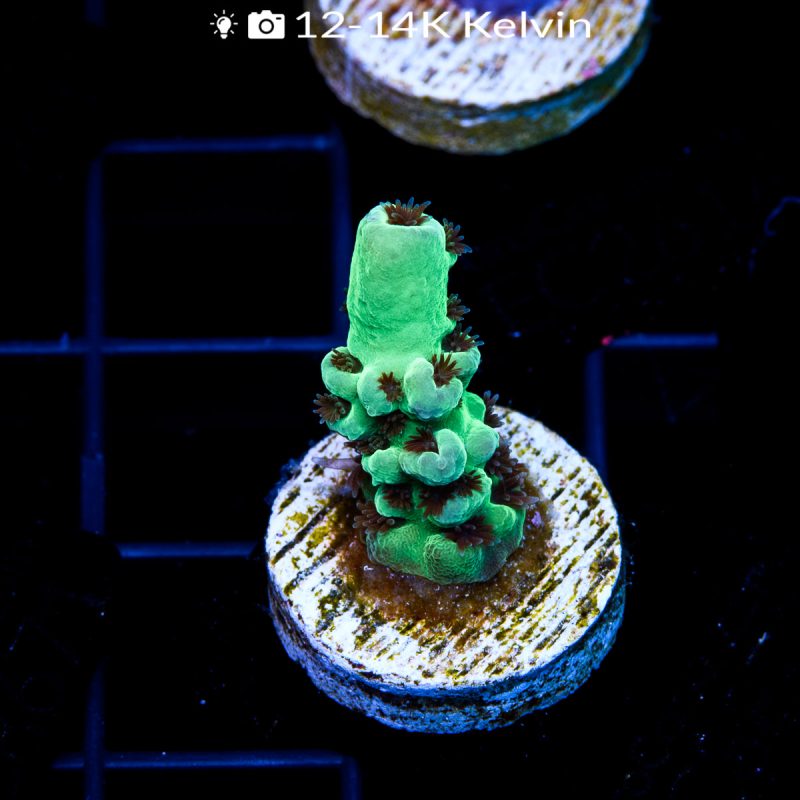EC Cookie Monster Acro - Image 2