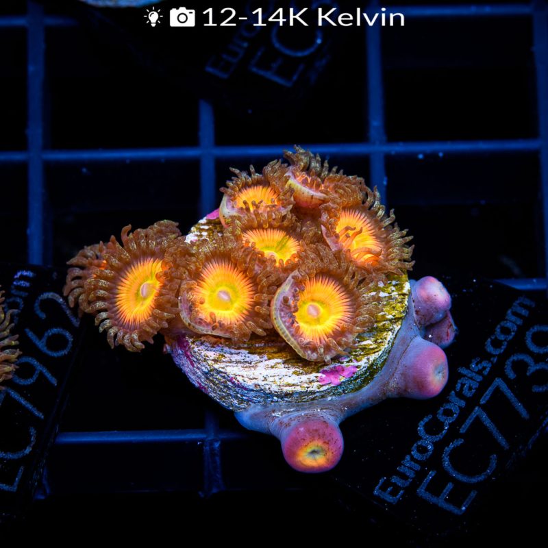 EC Sunny D Zoa - Image 2