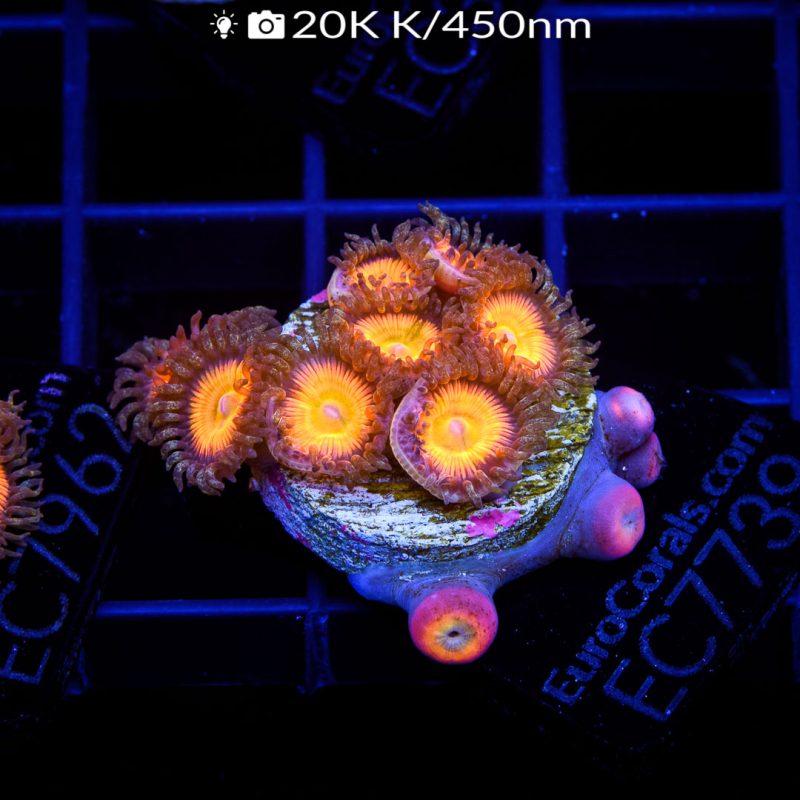 EC Sunny D Zoa