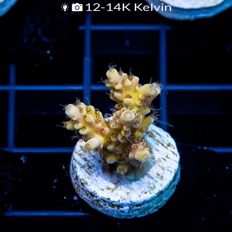 EC Rainbow Lemon War Acro - Image 2