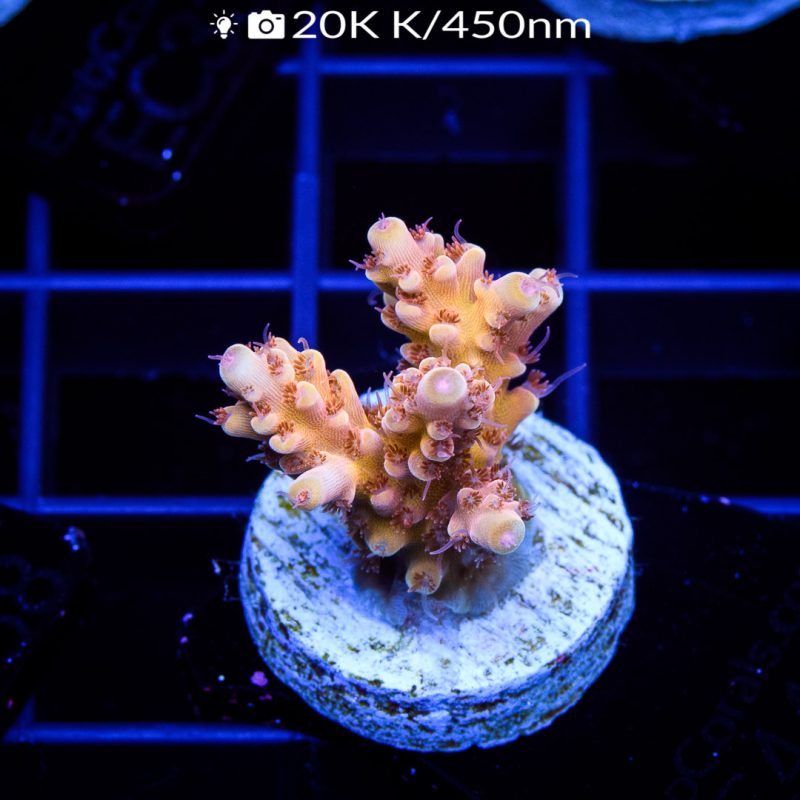 EC Rainbow Lemon War Acro