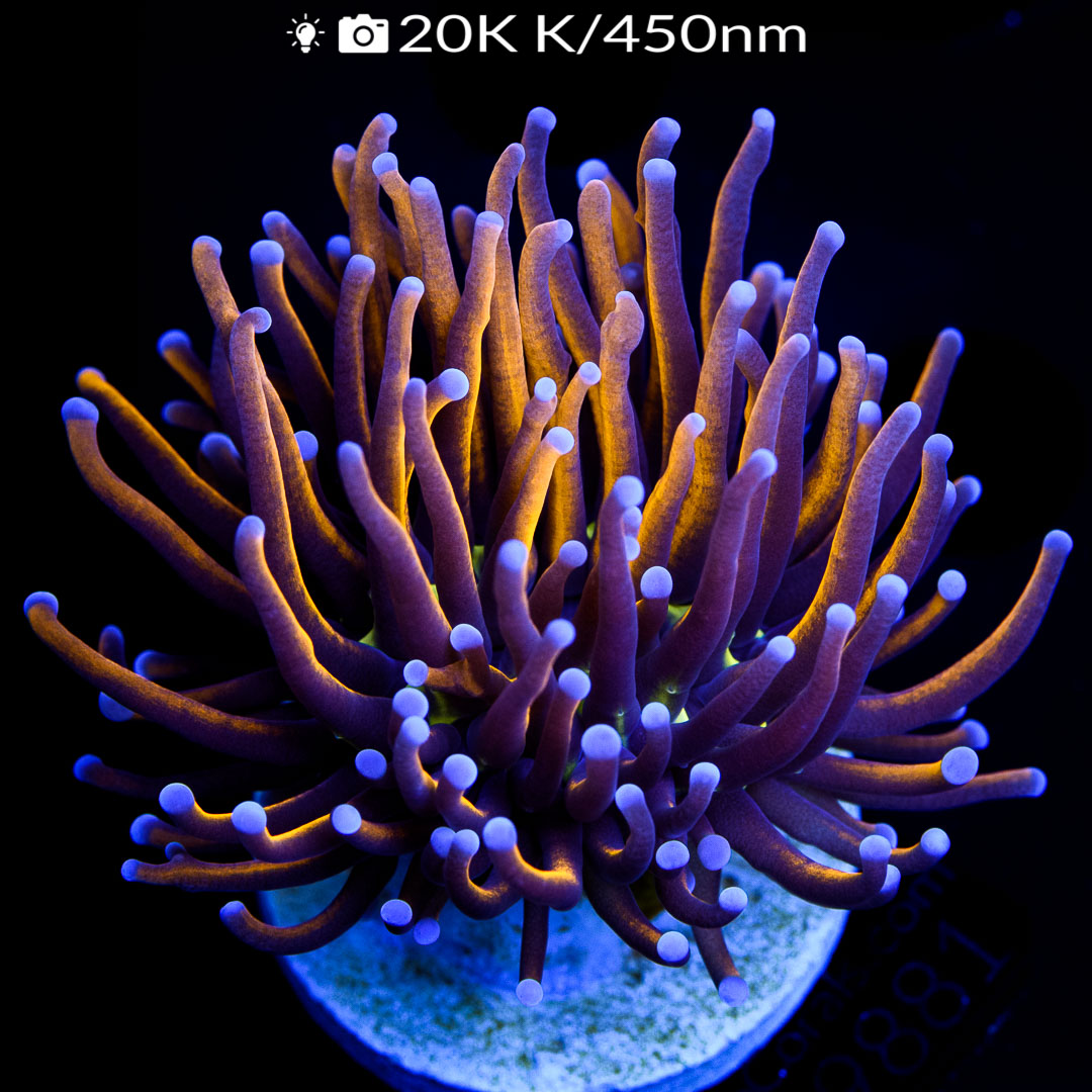 EC Golden Hellfire Torch Euro Corals