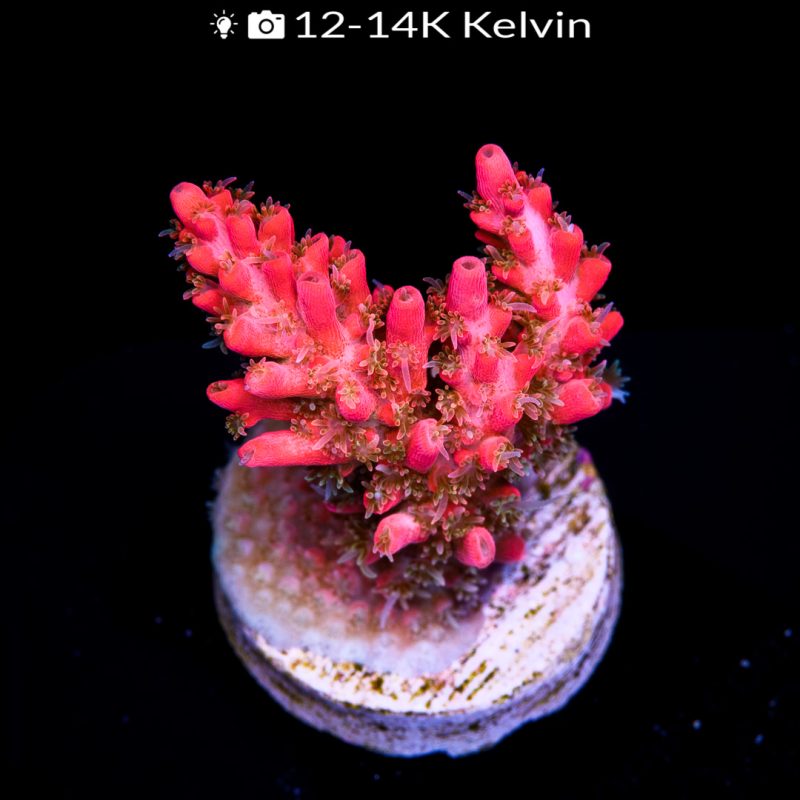 EC Wicked Orchid Acro - Image 2